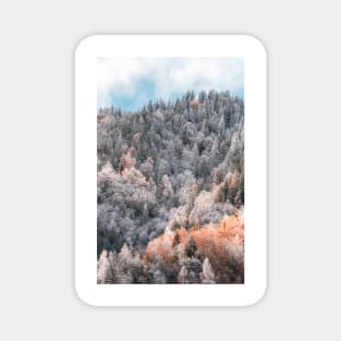 Colorful trees covered in snow Magnet