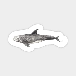 Risso´s dolphin Grampus griseus Magnet
