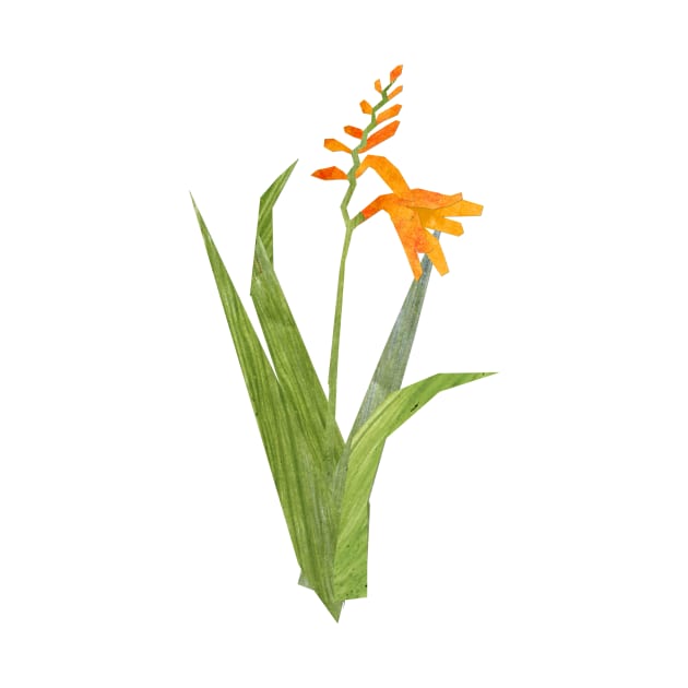 Crocosmia by Babban Gaelg