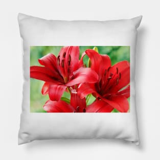 Lilium  'Blackout'  Lily  Asiatic lily Pillow