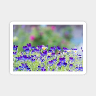 Little Purple Pansies Cottage Garden Magnet