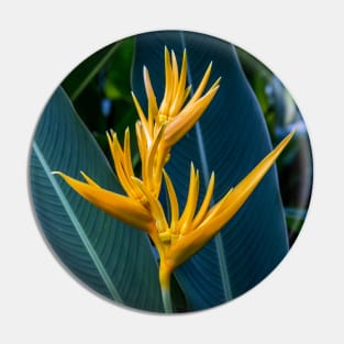 Yellow Florescent Heliconia Pin