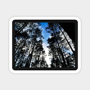Blue skies and trees at Swinley Forest Magnet