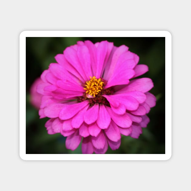 Summer Pink Zinnia Magnet by Cynthia48