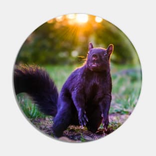Eastern Grey Squirrel At Sunset Pin