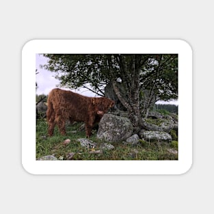 Scottish Highland Cattle Calf 1535 Magnet