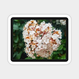 White Flower Magnet