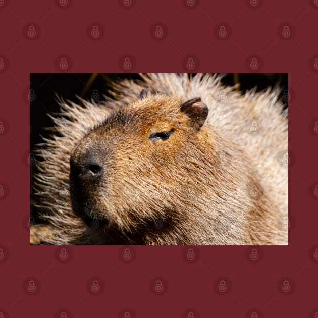 Capybara by dalyndigaital2@gmail.com