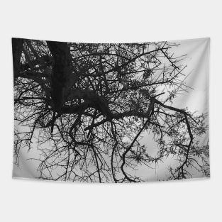 Bare Tree Branches Winter Tapestry