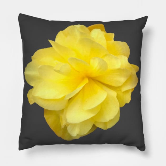 Yellow Double Begonia Close-up Pillow by InalterataArt