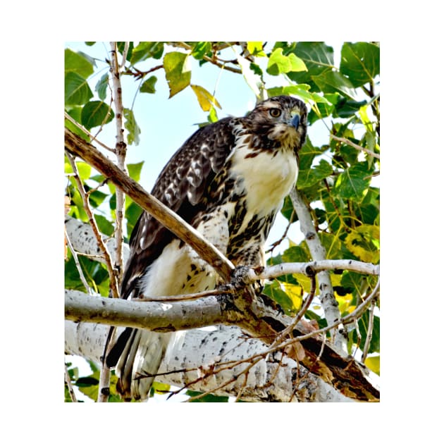 Red Tailed Hawk by Scubagirlamy