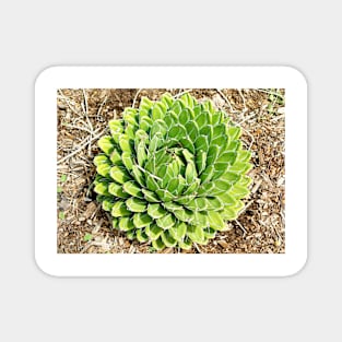 Desert Green Rosette Magnet