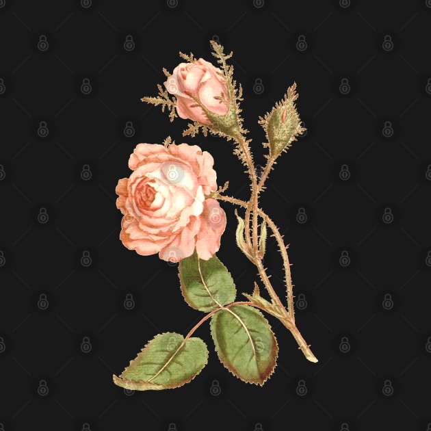 Pink rose flower Vintage Botanical Print by Biophilia