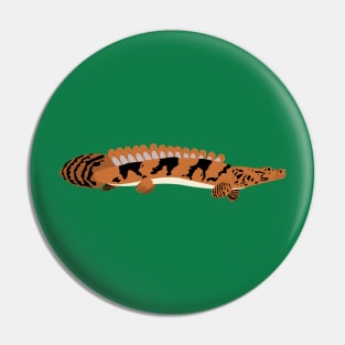 Saddled Bichir Pin