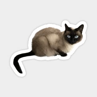 Siam Cat, Siamese Cat Magnet