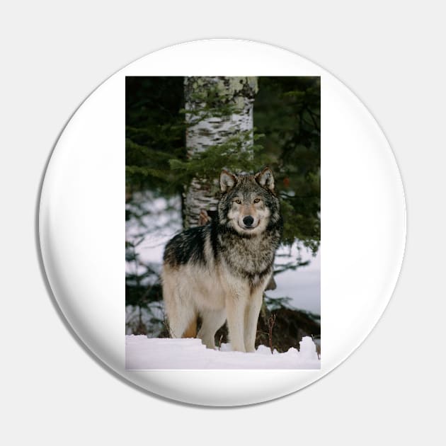Grey wolf (Z932/0179) Pin by SciencePhoto