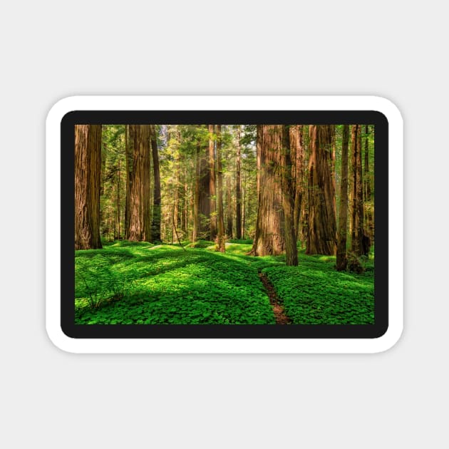 Redwood Forest Magnet by JeffreySchwartz