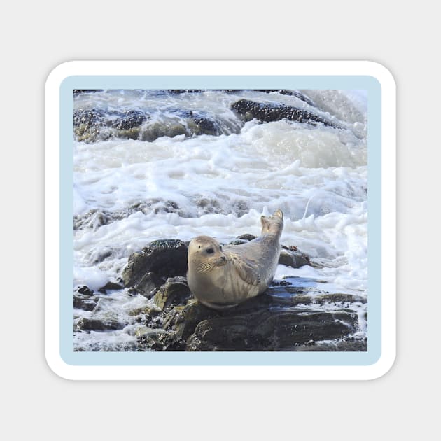 Harbor seal, marine life, wildlife, Pacific Pup Magnet by sandyo2ly