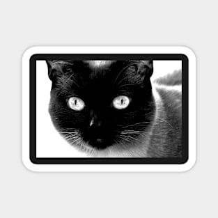 Siamese cat, black and white Magnet