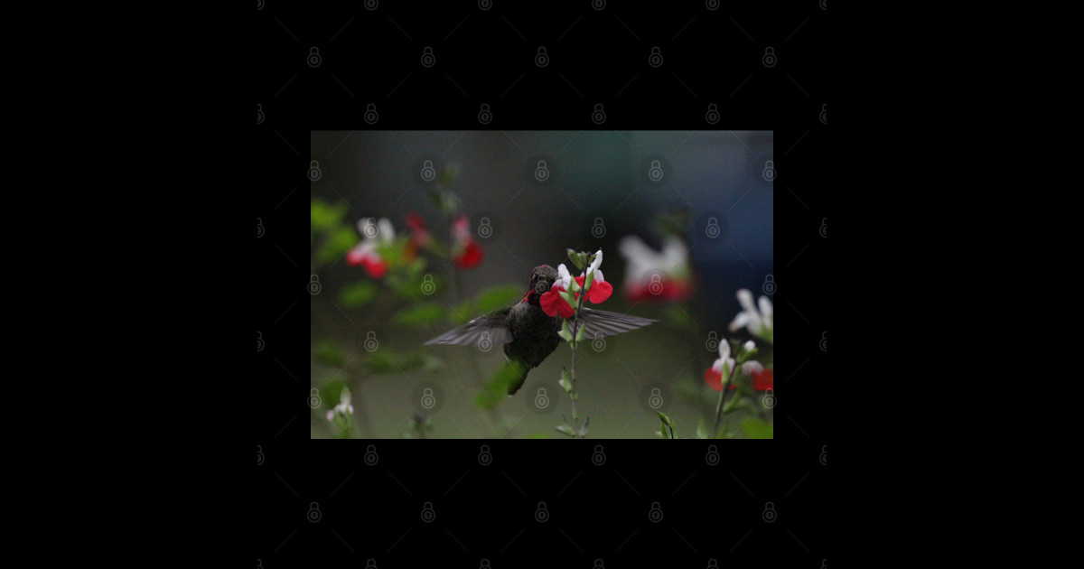 Hummingbird sampling lipstick plant Hummingbird Sticker TeePublic