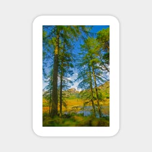 Evergreens by Blea Tarn Magnet