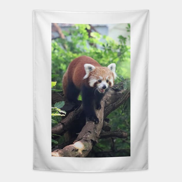 Nepalese Red Panda Tapestry by LeanneAllen