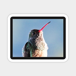 Gorgeous Green and Pink Hummingbird Photography Magnet