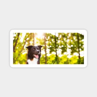 Border Collie Nature Portrait Magnet