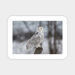 Snowy Owl Magnet