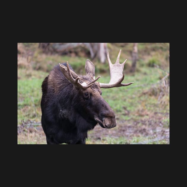 Large moose in a forest by josefpittner