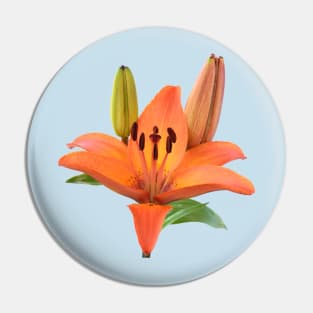 Lilium  &#39;Orange Pixie&#39;  Dwarf Asiatic lily Pin