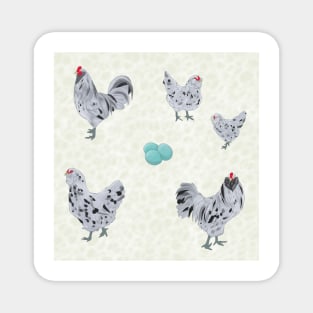 Splash Ameraucana Pattern Cream Magnet