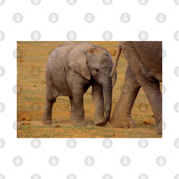 African Wildlife Photography Elephant Calf by PathblazerStudios