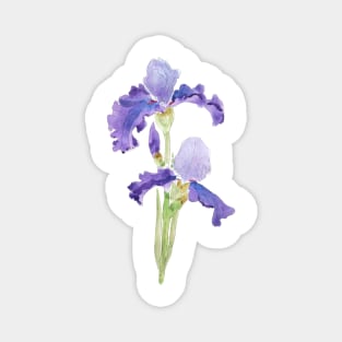 two purple irises ink and watercolor Magnet