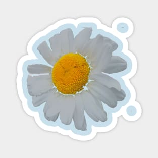 Daisy: Natural Mandala Magnet