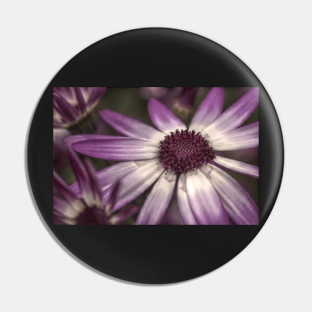 HDR Senetti #2 Pin by axp7884