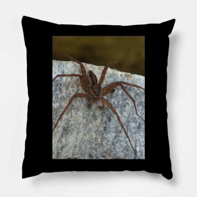 Cool Big Spider Photo Pillow by saradaboru