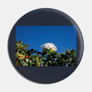 White Dog Rose under a clear blue sky Pin