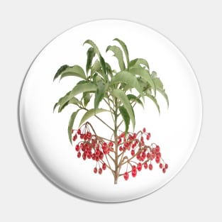 Spice Berry Ardisia Evergreen Shrub Vector Pin