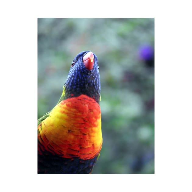 Rainbow Lorikeet by kirstybush