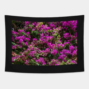 Background with many purple Bougainvillea flowers Tapestry