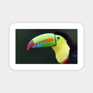 Keel-billed Toucan - Costa Rica Magnet