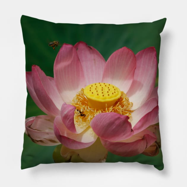 Sacred Lotus Pillow by jwwallace