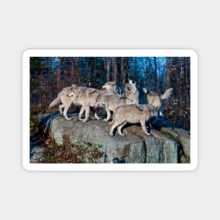 Timber Wolves Magnet