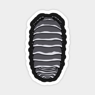 zebra armadillidium species Magnet