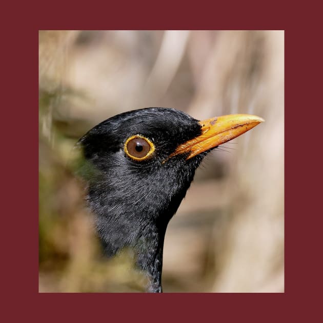 r700/  an Attentive Blackbird - Merle Attentif ! " Les Oiseaux du jardin " simply life " to Okaio Créations - Olavia-Olao by caillaudolivier