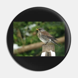 Fieldfare Pin