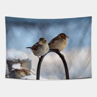 Two Female House Sparrows Tapestry