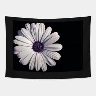 White African daisy or Cape Daisy (Osteospermum) on black background Tapestry