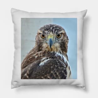 Red Tailed Hawk Close Up Pillow